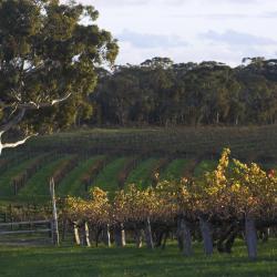 Barossa Valley Accommodation Massachusetts