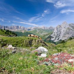 Pyrénées Accommodation Massachusetts