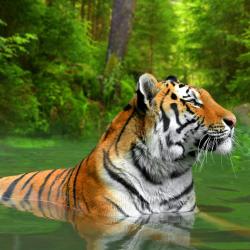 Sumatra Accommodation Massachusetts