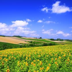 Hokkaido Accommodation Massachusetts