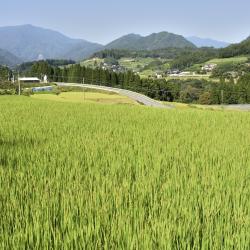 Miyazaki Accommodation Massachusetts