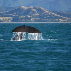 Kaikoura Accommodation Massachusetts
