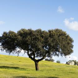 Alentejo Accommodation Massachusetts
