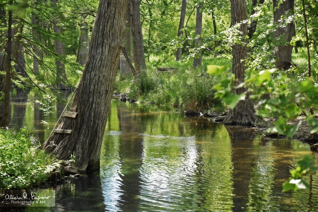 Cypress Creek House - thumb 3