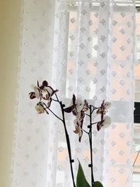 Entire Apartment at Prime Location Accommodation Massachusetts