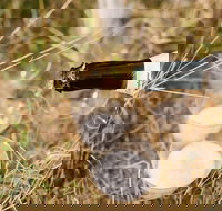 Sunrise Temecula Balloon Flight - Accommodation Massachusetts