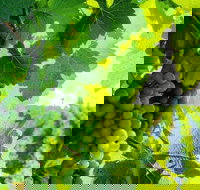 Temecula Shared Hot Air Balloon Ride - Accommodation Massachusetts