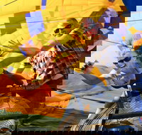 Temecula Wine Country AM Balloon Ride - Accommodation Massachusetts