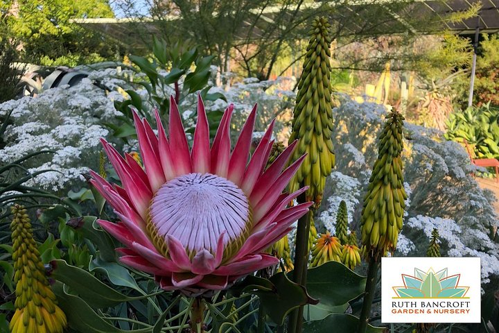 Ruth Bancroft Garden General Admission Ticket - thumb 2