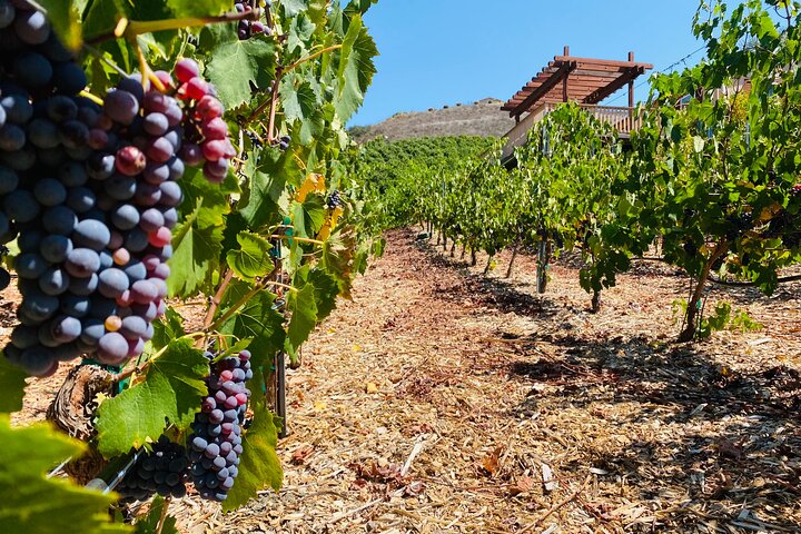 U-Pick - Tangerine And Lemon Picking At Sunmist Tangerine Farm - thumb 1