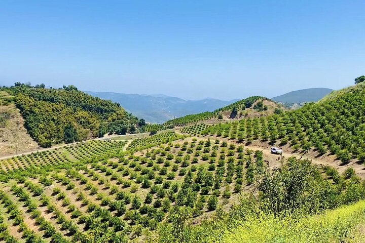 U-Pick - Tangerine And Lemon Picking At Sunmist Tangerine Farm - thumb 2