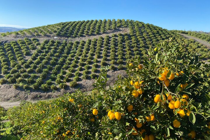 U-Pick - Tangerine And Lemon Picking At Sunmist Tangerine Farm - thumb 4