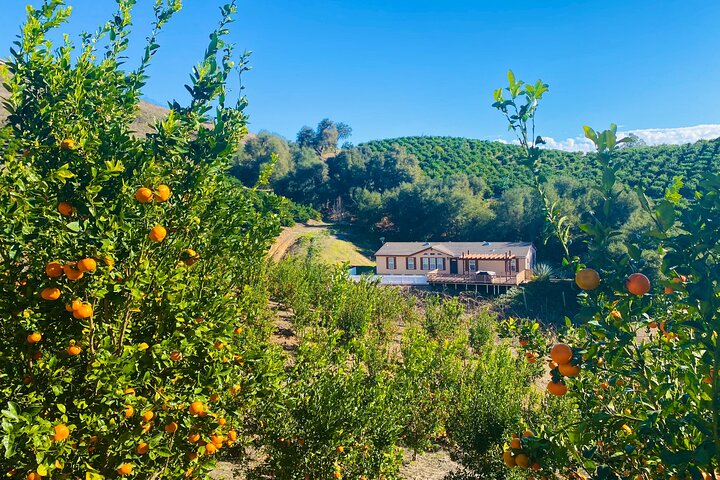 U-Pick - Tangerine And Lemon Picking At Sunmist Tangerine Farm - thumb 5