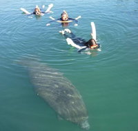 Manatee Snorkeling Tours - Accommodation Massachusetts