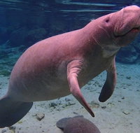 Swim with the Manatees Includes In-Water Guide/Photographer - Accommodation Massachusetts