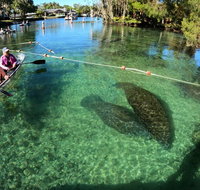 All Clear Kayak Manatee Viewing Ecotour With Local Guide - Accommodation Massachusetts