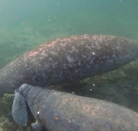 Swim With Manatees In Crystal River Florida - Accommodation Massachusetts