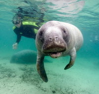 Manatee Snorkel Tour with In-Water Divemaster/Photographer - Accommodation Massachusetts