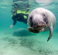 Small group Manatee Tour with In-Water Divemaster/Photographer - Accommodation Massachusetts