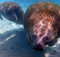 Small Group VIP Manatee Pontoon Tour - Accommodation Massachusetts