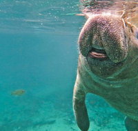 Self Drive Swim with Manatees on the Crystal River - Accommodation Massachusetts