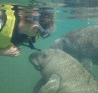 Deluxe Manatee Swim Tour - Accommodation Massachusetts