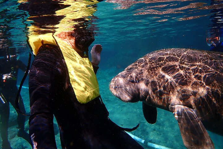 Deluxe Manatee Swim Tour - thumb 1