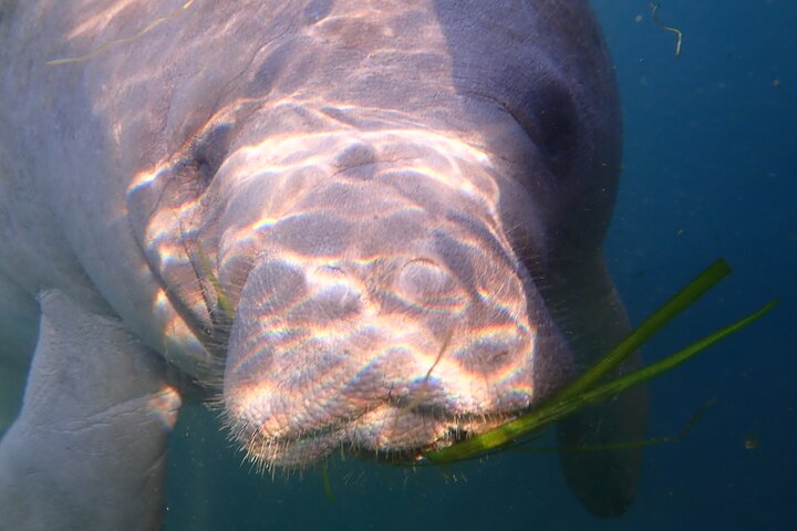 Deluxe Manatee Swim Tour - thumb 3