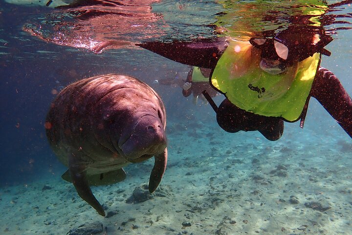 Deluxe Manatee Swim Tour - thumb 4