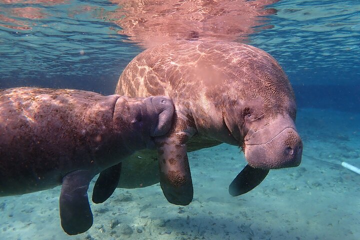Deluxe Manatee Swim Tour - thumb 5