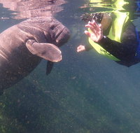 Manatees and Rainbow River by SCUBA or Snorkel - Accommodation Massachusetts