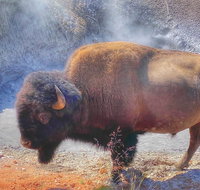 Private VIP Boutique Yellowstone Day Tour from Bozeman - Accommodation Massachusetts