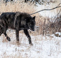 Wolf  Wildlife Private Tour - Accommodation Massachusetts