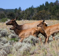Yellowstone Private Upper Loop Tour - Accommodation Massachusetts
