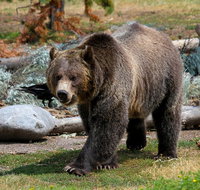 Yellowstone Private Lower Loop Adventure - Accommodation Massachusetts