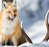 Winter Yellowstone Tour With Optional Hike or Snowshoe - Accommodation Massachusetts