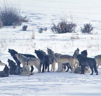 Wolf  Wildlife Watching in Yellowstone's Northern Range - Accommodation Massachusetts