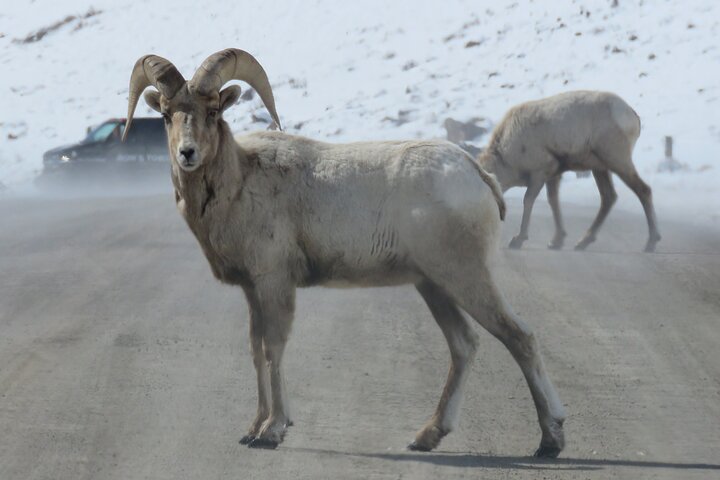 Yellowstone Winter Wolf & Wildlife Tour From Gardiner, MT - thumb 0