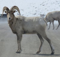 Yellowstone Winter Wolf  Wildlife Tour from Gardiner MT - Accommodation Massachusetts