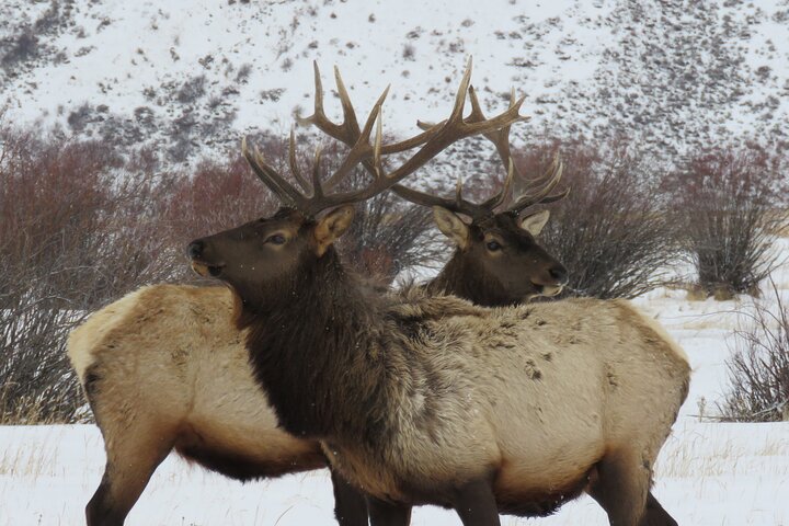 Yellowstone Winter Wolf & Wildlife Tour From Gardiner, MT - thumb 2