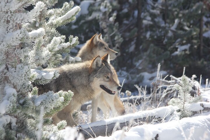 Yellowstone Winter Wolf & Wildlife Tour From Gardiner, MT - thumb 3