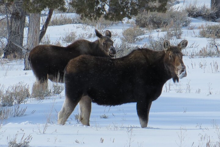 Yellowstone Winter Wolf & Wildlife Tour From Gardiner, MT - thumb 4
