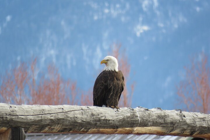 Yellowstone Winter Wolf & Wildlife Tour From Gardiner, MT - thumb 5