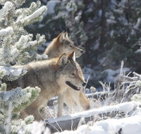 Yellowstone Private Winter Wolf  Wildlife Tour from Gardiner MT - Accommodation Massachusetts