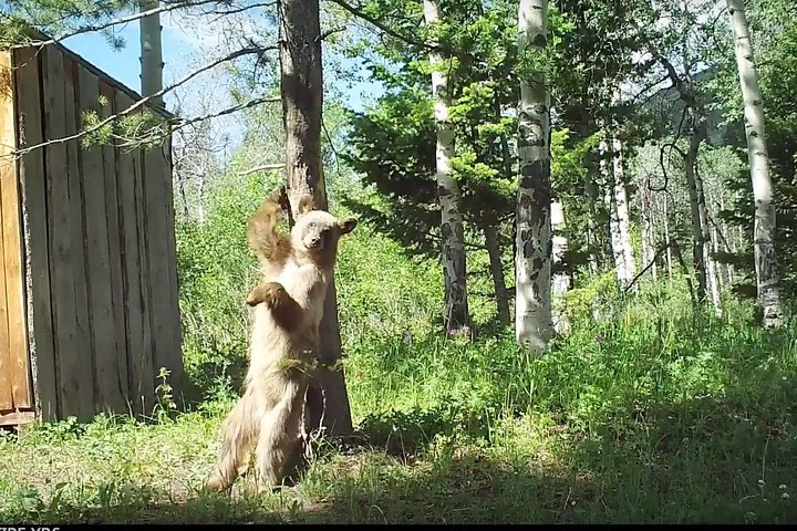 Sundowner Grizzly Excursion Tour - thumb 3