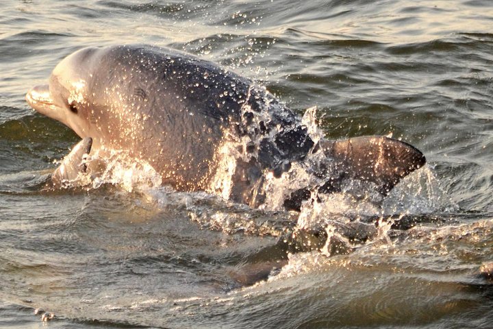 Dolphin Watching around Cape May