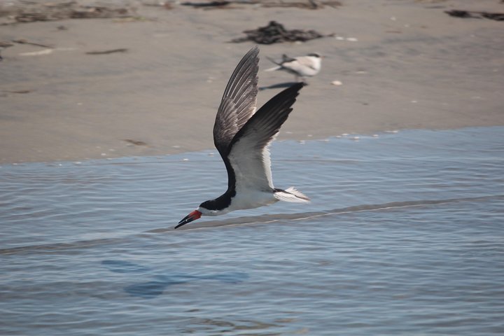 Birding By Boat on the Osprey
