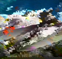 New York Aquarium Admission Tickets - Accommodation Massachusetts