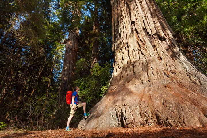 Yosemite National Park And Giant Sequoias Day Trip From San Francisco - thumb 2