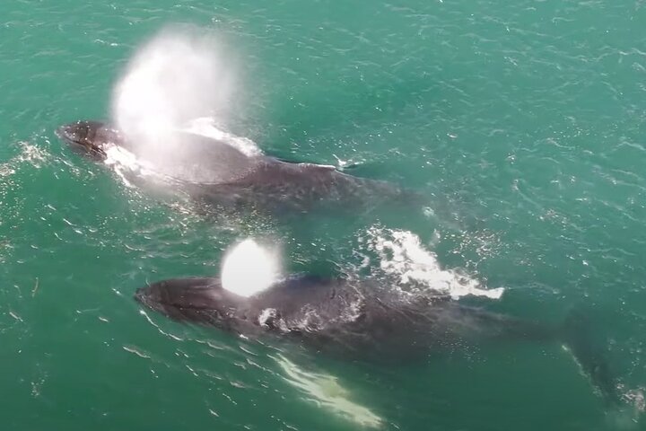 Alaska Whale Tour with Live Drone Footage from Hoonah